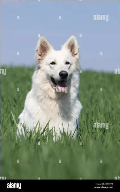 Quelle est la race d'un chien de chasse ?