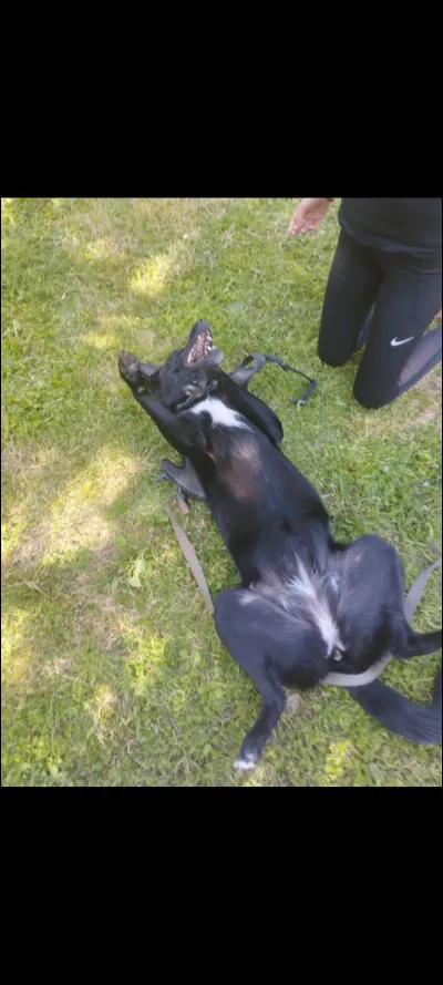 Quelle est la race la plus répandue en France depuis 2018 ?