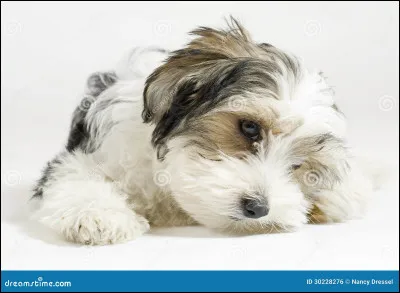 Quelle est la race de chien la plus petite ?