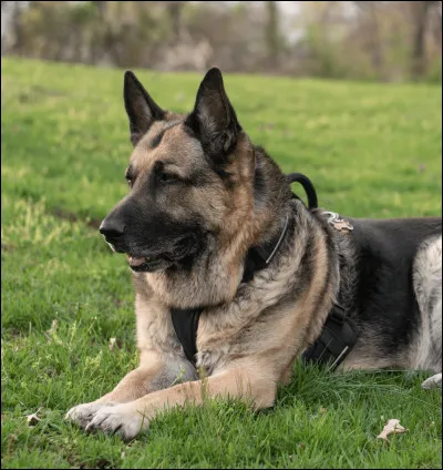 Quelle est la race de chien la plus grande de France ?