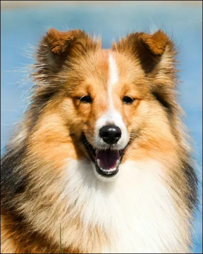 Quelle est cette race de chien ?