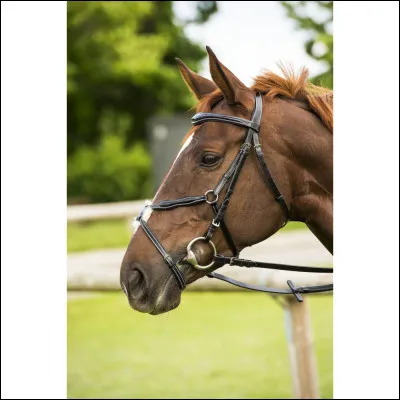 Sur la photo, comment est la muserolle du filet ?