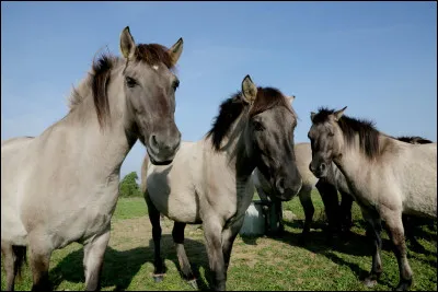 Quelle est cette robe ?