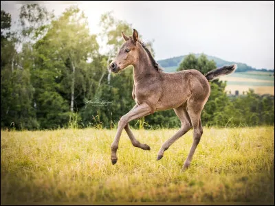 À quoi sert la vermifugation d'un cheval ou d'un poney ?