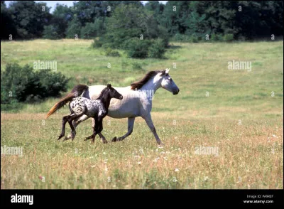 Combien de temps dure la gestation d'une jument ?