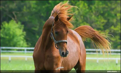 Qu'est-ce qu'un "hongre" ?
