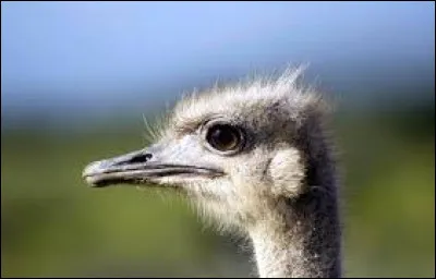 L'oiseau le plus rapide au sol est l'autruche car elle peut courir jusqu'à 70 km/h.