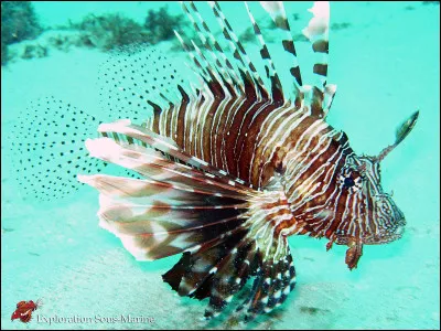 Et celui-là, comment s'appelle-t-il ?