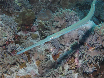 Et quel est le nom de celui-ci ?