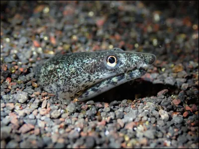 Et là, qu'est-ce que c'est ?