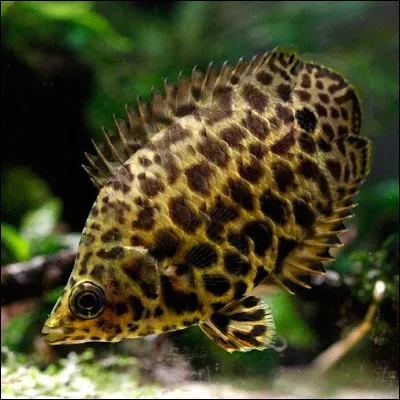 Et enfin, trouvez le nom de celui-ci !