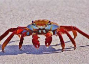 Quiz Le crabe en culture gnrale