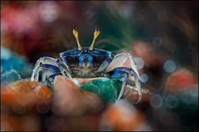 Dans quelle émission retrouve-t-on Crabe Zucki ?