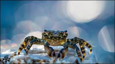 Qui a réalisé "Un crabe dans la tête" ?