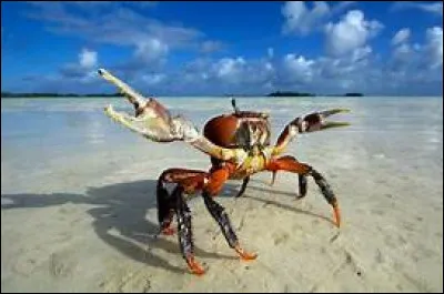 Comment sont les pinces du crabes dans l'album d'Hergé ?