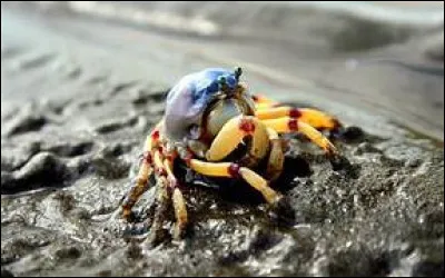 Que mesure-t-on en crabes ?