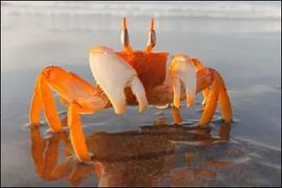 Combien de paires de pattes le crabe possède-t-il ?