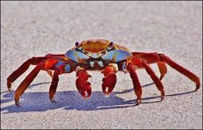 En quelle année les araignées-crabes ont-elles été décrites pour la première fois ?