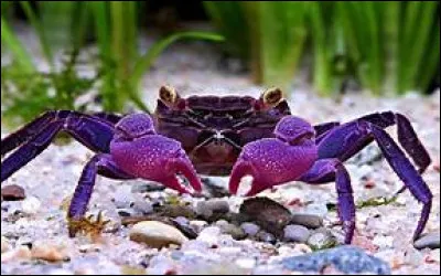 Quels animaux sont surnommés des crabes dorés ?