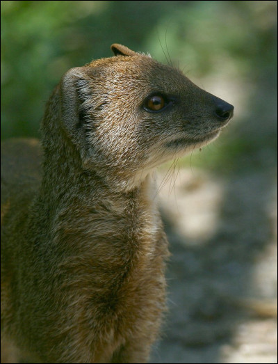 Mangouste : De quelle famille fait-elle partie ?