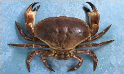 Sous quel nom connait-on mieux en gastronomie ''le crabe dormeur'' ?