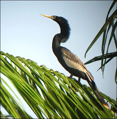 Pourquoi l'arhinga d'Amérique a le surnom d''oiseau-serpent" ?