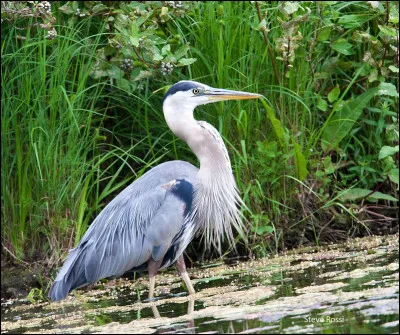 Comment s'appelle cet échassier haut sur pattes ?