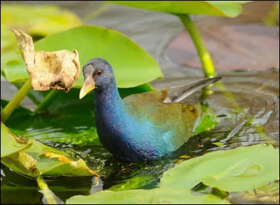Que mange la talève violacée ?