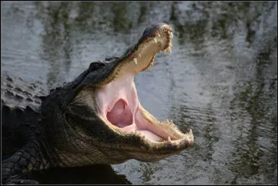 Quel est ce reptile, prédateur majeur des Everglades ?