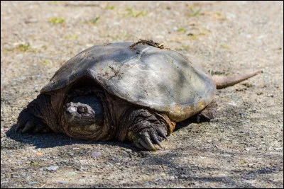 Quelle est cette espèce de tortue au tempérament hargneux ?