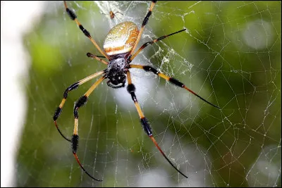 Quelle est la différence entre le mâle et la femelle chez l'araignée Nephila clavipes ?