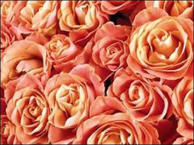 Si tu ne sens pas la rose...