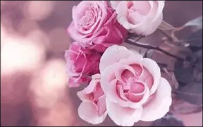 Dans quel manga retrouve-t-on Rose ?