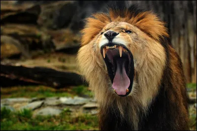 Qu'appelle-t-on "dent-de-lion" ?