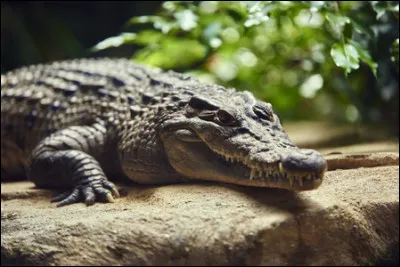 Comment sont les dents d'un très vieux crocodile ?