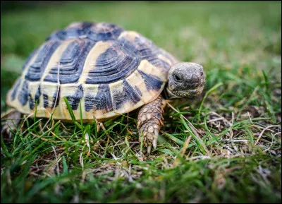 Combien les tortues ont-elles de dents ?