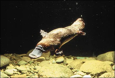 L'ornithorynque est un animal que l'on retrouve majoritairement en Inde.