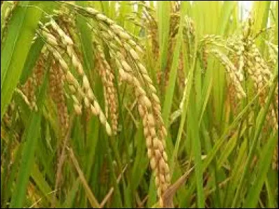 Une préparation culinaire, dite à l'ancienne, est faite à partir de veau ou d'agneau et sa prononciation correspond à celle de l'illustration générale.
Retrouvez la pièce de l'animal.