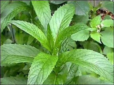 L'illustration présente un pied de menthe, mais j'affirme qu'il existe un nom propre homophone, tiré d'un hydronyme, se situant en région Île-de-France, identique à un substantif de vêtements.