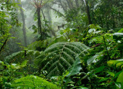 Quiz La faune du Costa Rica