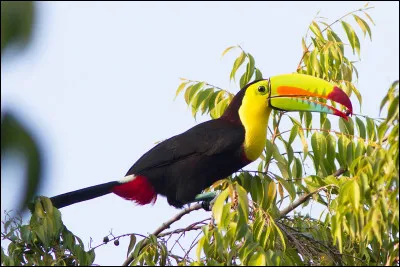 À quoi ressemble le cri du toucan à carène ?