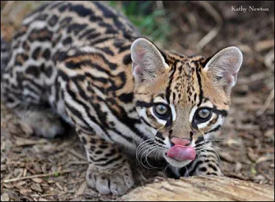 Quel est ce petit félin ?