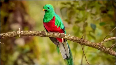 Comment s'appelle ce superbe oiseau ?