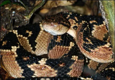 Quel est le nom de ce serpent ?