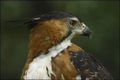 Quelle est cette espèce d'aigle ?