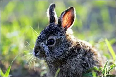 Comment s'appelle le petit du livre ?