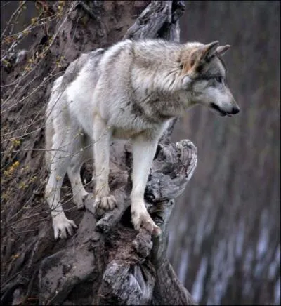 A quelle famille de mammifres les loups appartiennent-ils ?