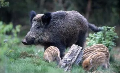 Comment s'appelle la femelle du sanglier ?