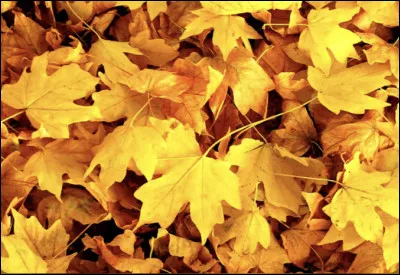 Quelles sont ces choses jaunes ?