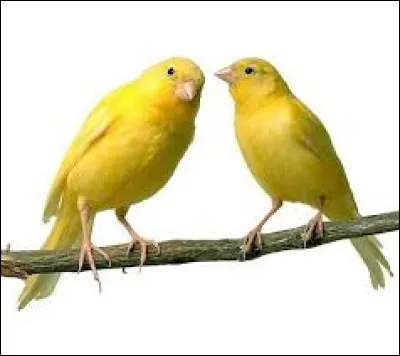 Quel est cet animal jaune ?